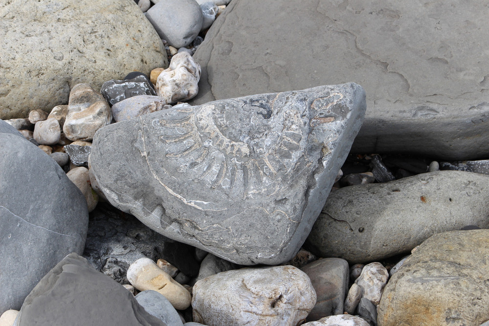 Fossil Hunting in Lyme Regis Alexandra Hotel