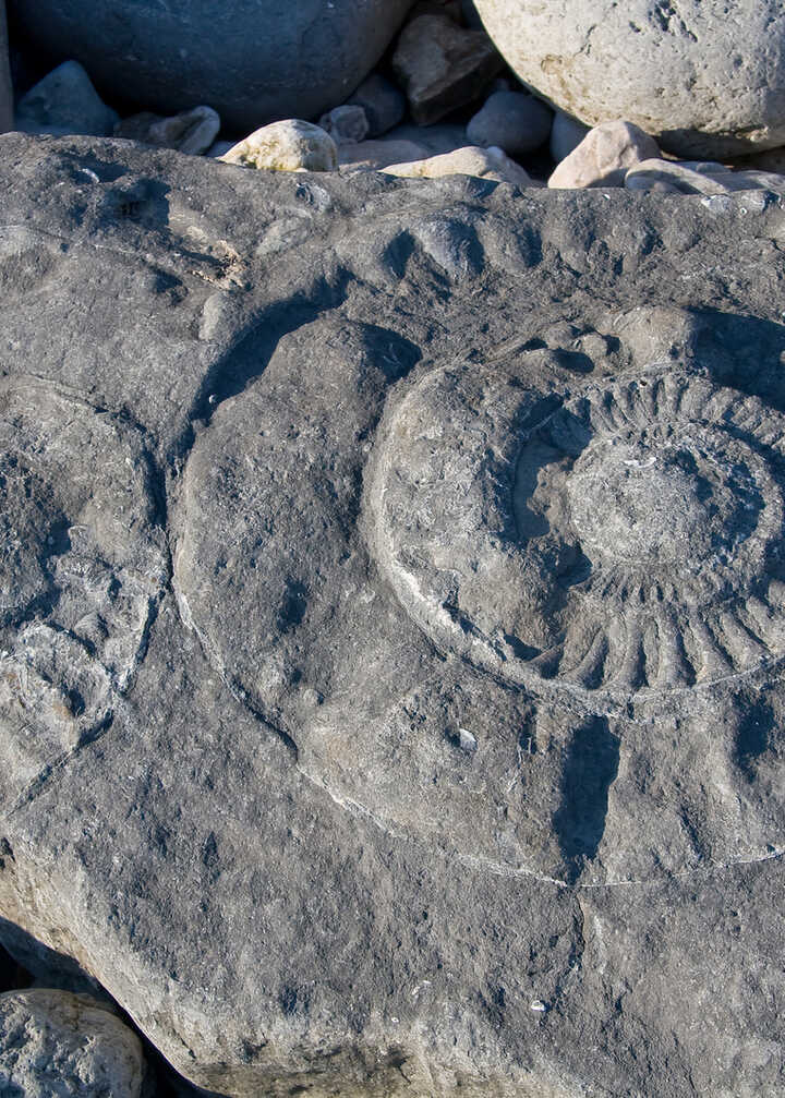 Fossils embedded in a rocky surface, featuring spiral patterns and textures.
