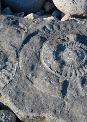 Fossils embedded in a rocky surface, featuring spiral patterns and textures.