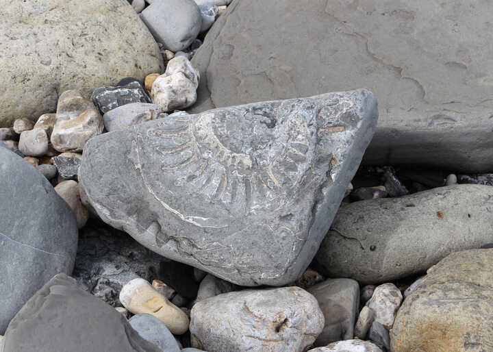 A Guide to Fossil Hunting in Lyme Regis: Discovering the Jurassic Coast
