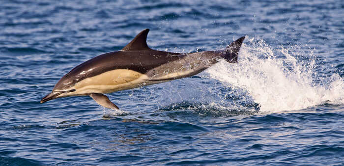 dolphin in english channel dolphin in english channel