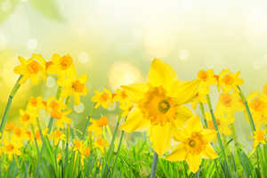 Best Sunday lunch Lyme Regis