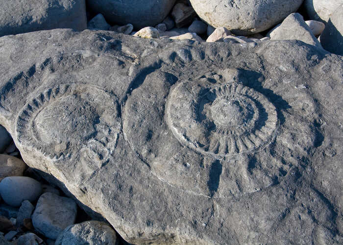 Lyme Regis fossils
