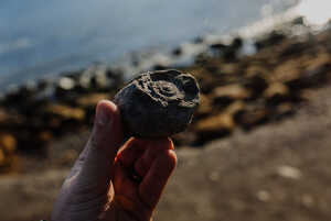Fossil Hunting at The Cobb, Lyme Regis