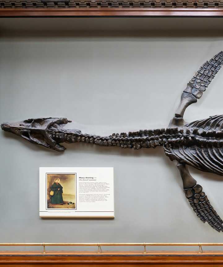ichthyosaur skeleton discovered by Mary Anning displayed in Lyme Regis Museum