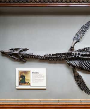 ichthyosaur skeleton discovered by Mary Anning displayed in Lyme Regis Museum